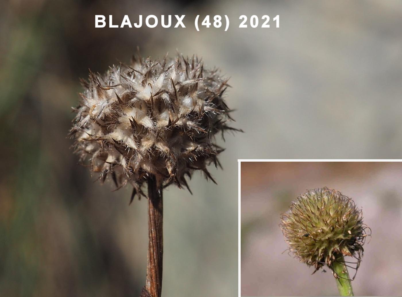 Globularia fruit